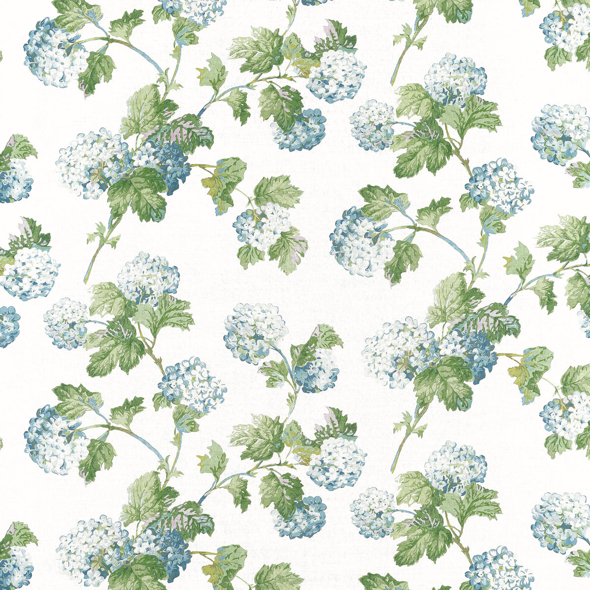 SUSSEX HYDRANGEA